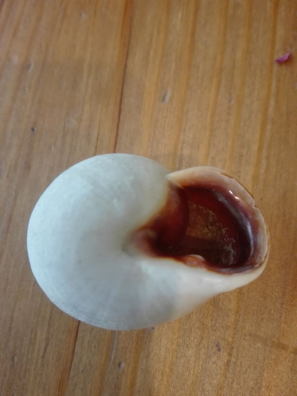 Cepaea nemoralis dalla Spagna